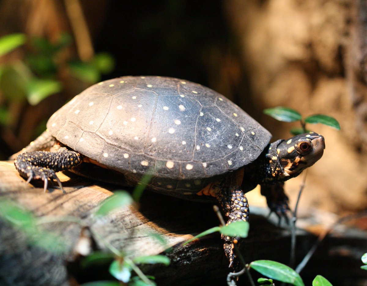 nashzoovet's tweet image. #VeterinaryTerminology of the Day
A scute is an external bony or horny plate or scale covering the skin of some reptiles, such as the shell of a turtle.
#Nashvillezoo