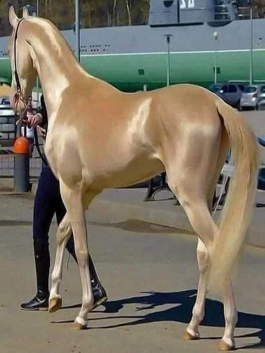 rj7259's tweet photo. The Akhal-Teke is a horse breed with a history spanning more than 3,000 years. Often described as if woven from silk and pearls, it originates from Turkmenistan, where it is revered as a national symbol. https://t.co/7DDitC3ywO