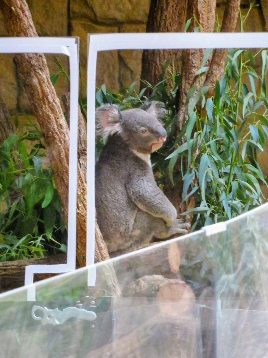 コアラ ヨイ🐨 on X: 