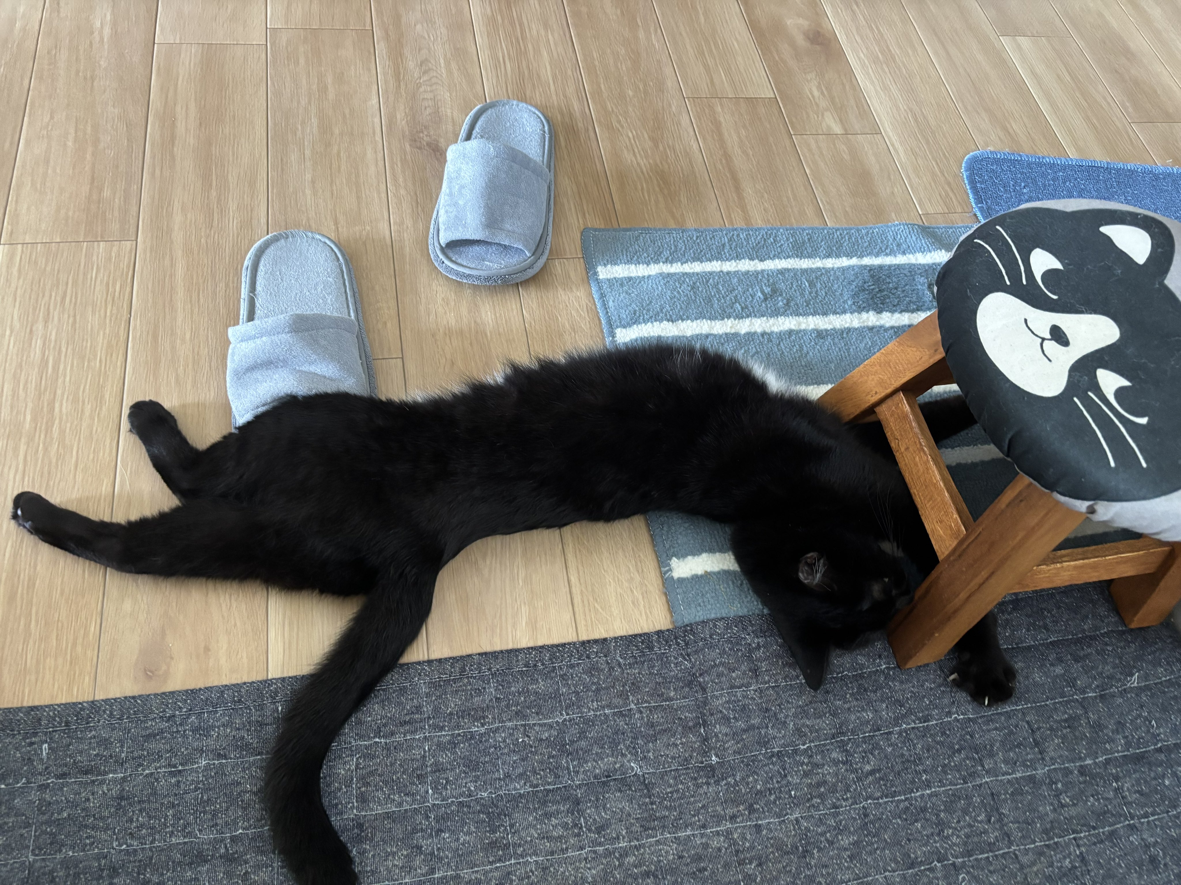 黒猫3 sddefault.jpg