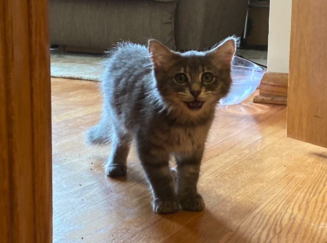 sportpeppercat's tweet photo. You can’t silence us. Free speech is bigger than you @BrendanCarrFCC. #catsjudgingcarr https://t.co/MLCRbETimm