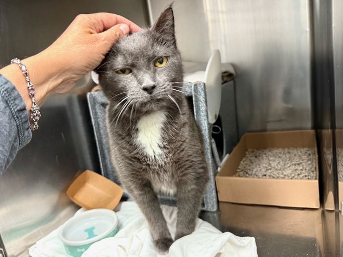NYCDEATHROWCATS's tweet photo. THERE ARE 28 ANIMALS (9 CATS &amp; 19 DOGS)  AT RISK FOR  SATURDAY 09/20/25 DEADLINE IS NOON. PLEASE SHARE, FOSTER, ADOPT, TAG FRIENDS, POST TO SOCIAL MEDIA SITES, PLEDGE TO  HELP SAVE THEIR LIVES. NEW PHOTOS. https://t.co/Rt2PL8RaPy https://t.co/6vzugpM2uS