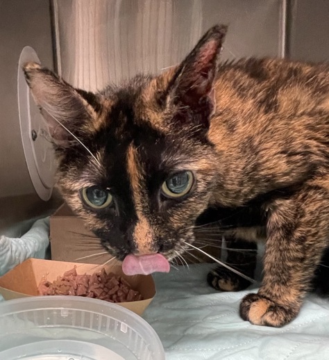 NYCDEATHROWCATS's tweet photo. THERE ARE 28 ANIMALS (9 CATS &amp; 19 DOGS)  AT RISK FOR  SATURDAY 09/20/25 DEADLINE IS NOON. PLEASE SHARE, FOSTER, ADOPT, TAG FRIENDS, POST TO SOCIAL MEDIA SITES, PLEDGE TO  HELP SAVE THEIR LIVES. NEW PHOTOS. https://t.co/Rt2PL8RaPy https://t.co/6vzugpM2uS