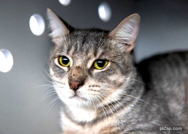 NYCDEATHROWCATS's tweet photo. THERE ARE 28 ANIMALS (9 CATS &amp; 19 DOGS)  AT RISK FOR  SATURDAY 09/20/25 DEADLINE IS NOON. PLEASE SHARE, FOSTER, ADOPT, TAG FRIENDS, POST TO SOCIAL MEDIA SITES, PLEDGE TO  HELP SAVE THEIR LIVES. NEW PHOTOS. https://t.co/Rt2PL8RaPy https://t.co/6vzugpM2uS
