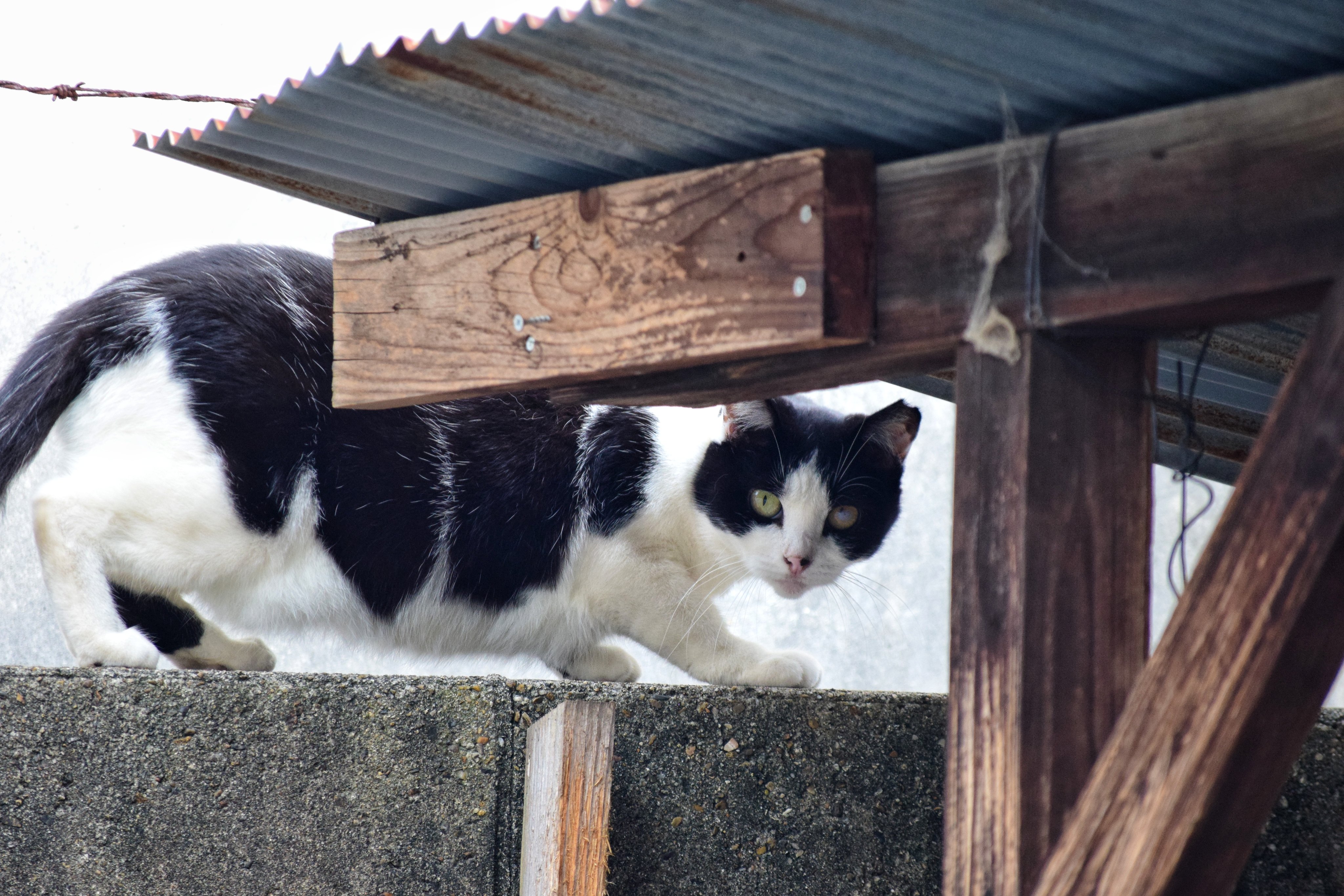 どこかの猫好き sddefault.jpg