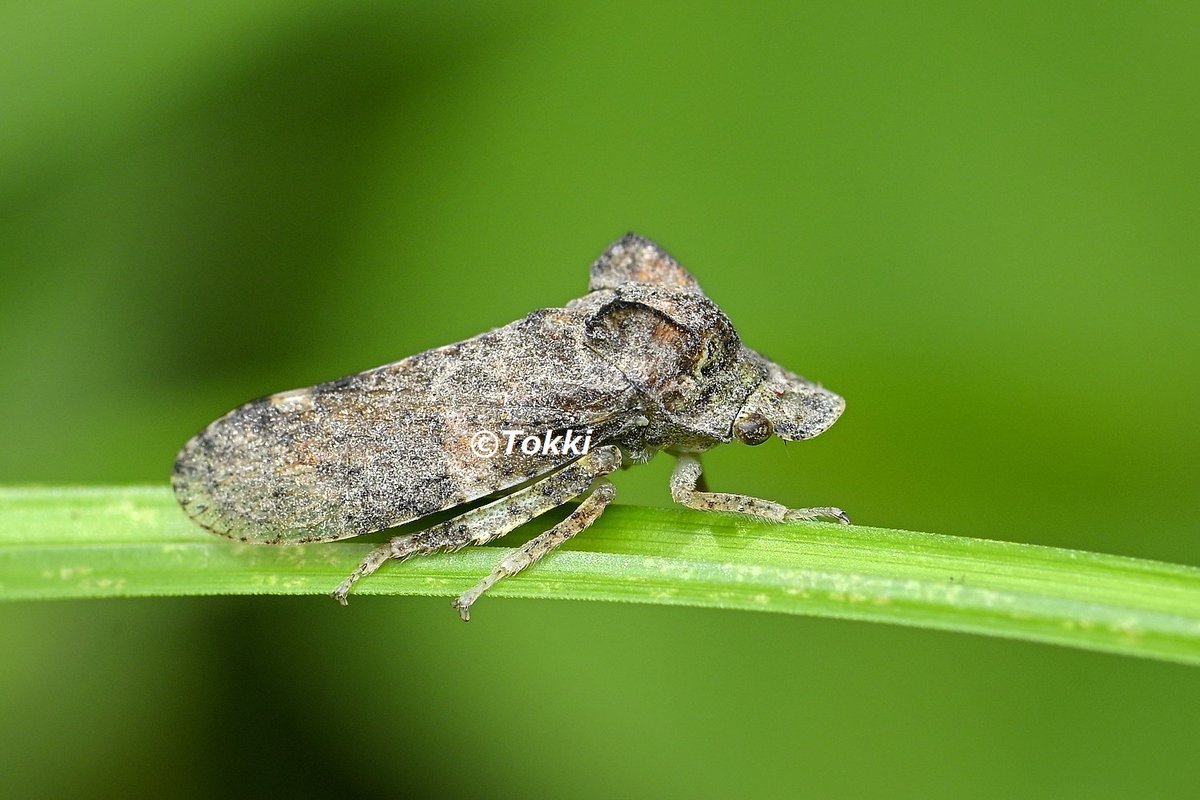 小さなミミズク