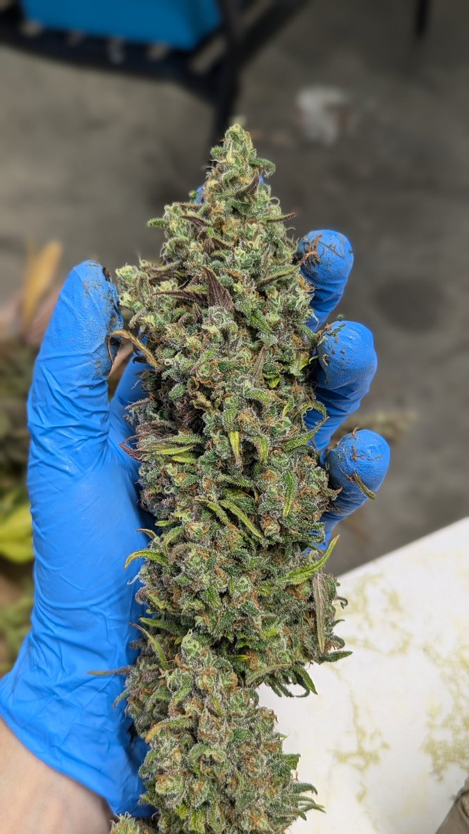 Is all the weed ppl smoke these days so chemotypically similar that *effect* is not a variable? I rarely ever see 'how does this make me feel' in descriptions, esp from 'breeders'. Sometimes limited organoleptics, and always visuals. Exactly backwards in relevance IMO. Sad.