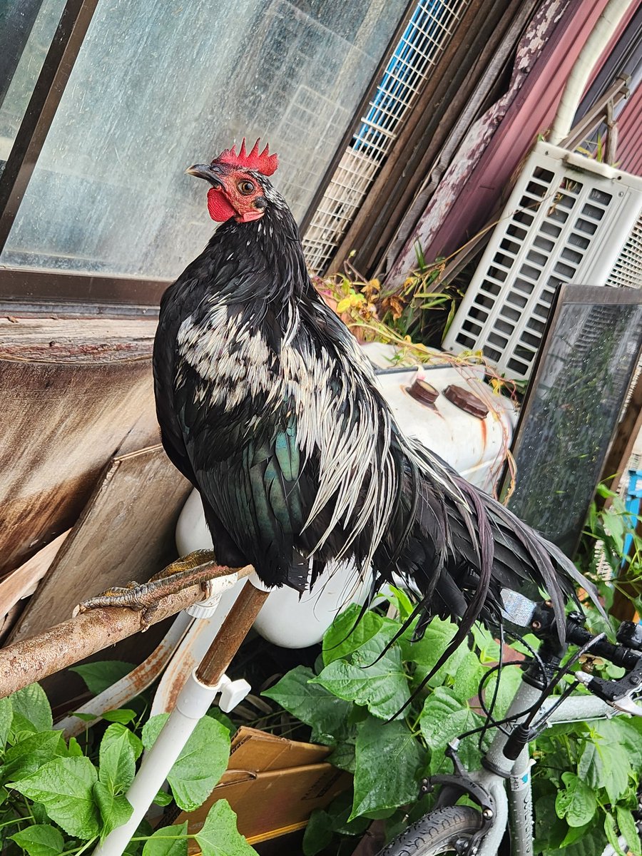 専用　極上　尾長鶏　114g 31㎝　トヒチサ　東な7-0818⭐︎2F Amazon.co.jp: Poulet-d'Or 国産 秋田県産 比内地鶏 1羽 丸鶏 中
