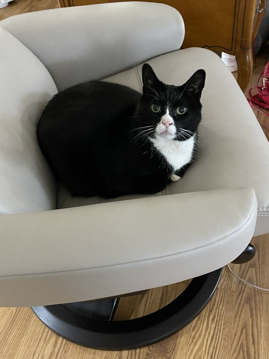 CMargaronis's tweet photo. @BitchestheCat @BrendanCarrFCC #catsjudgingcarr Flower is underwhelmed by that fascist douchebag. https://t.co/buFK0yJOCg