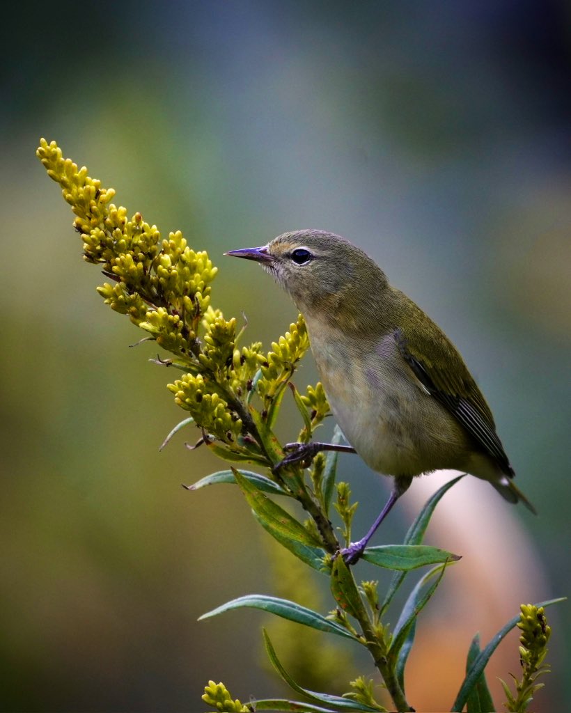 Johnny (@johnny_200033) on Twitter photo 1 of at least 2 #TennesseeWarbler this evening at Wildflower Meadow in The North Woods <a href="/CentralParkNYC/">Central Park</a> #birdcpp 1 of at least 2 #TennesseeWarbler this evening at Wildflower Meadow in The North Woods <a href="/CentralParkNYC/">Central Park</a> #birdcpp