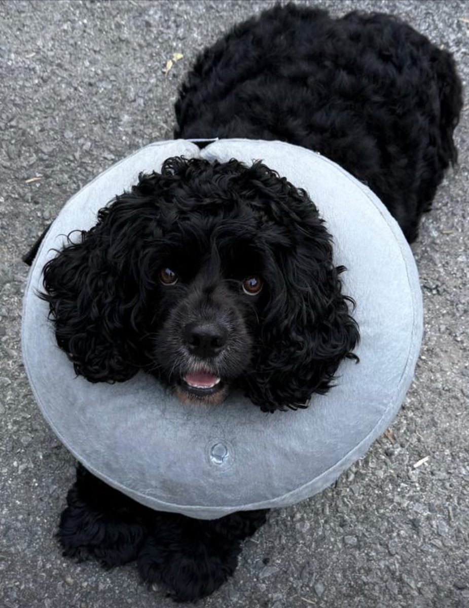 criptexdelphi's tweet image. Dad (Criptex) says no park. Boo.
He hid pills in sausages. I gave him the side-eye and quit sausages.
Then came cheese (stinky magic). I ate it, curled up, and dreamed of running wild.
New cone = fancy neck pillow.
Counting down till I can run, snack, and bark at nothing.