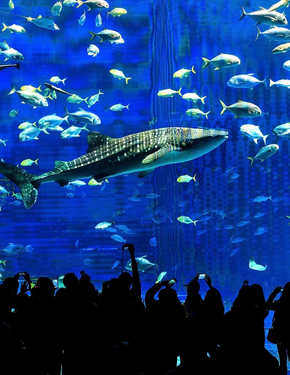 benedictlydia's tweet photo. Underwater giants 🐋✨ Swimming with the beauty of the deep 🌊🐠 https://t.co/XVPFLHoyPw