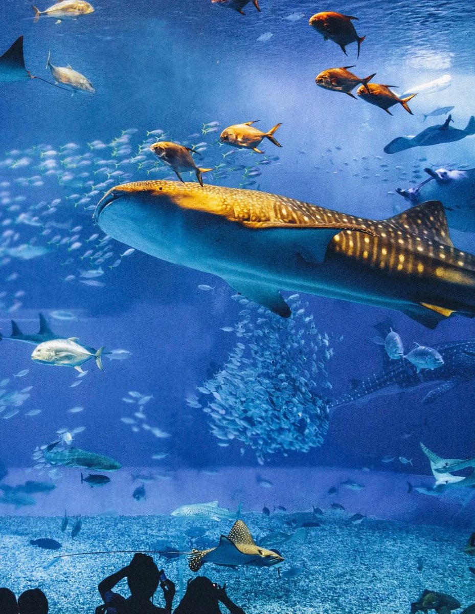 benedictlydia's tweet photo. Underwater giants 🐋✨ Swimming with the beauty of the deep 🌊🐠 https://t.co/XVPFLHoyPw