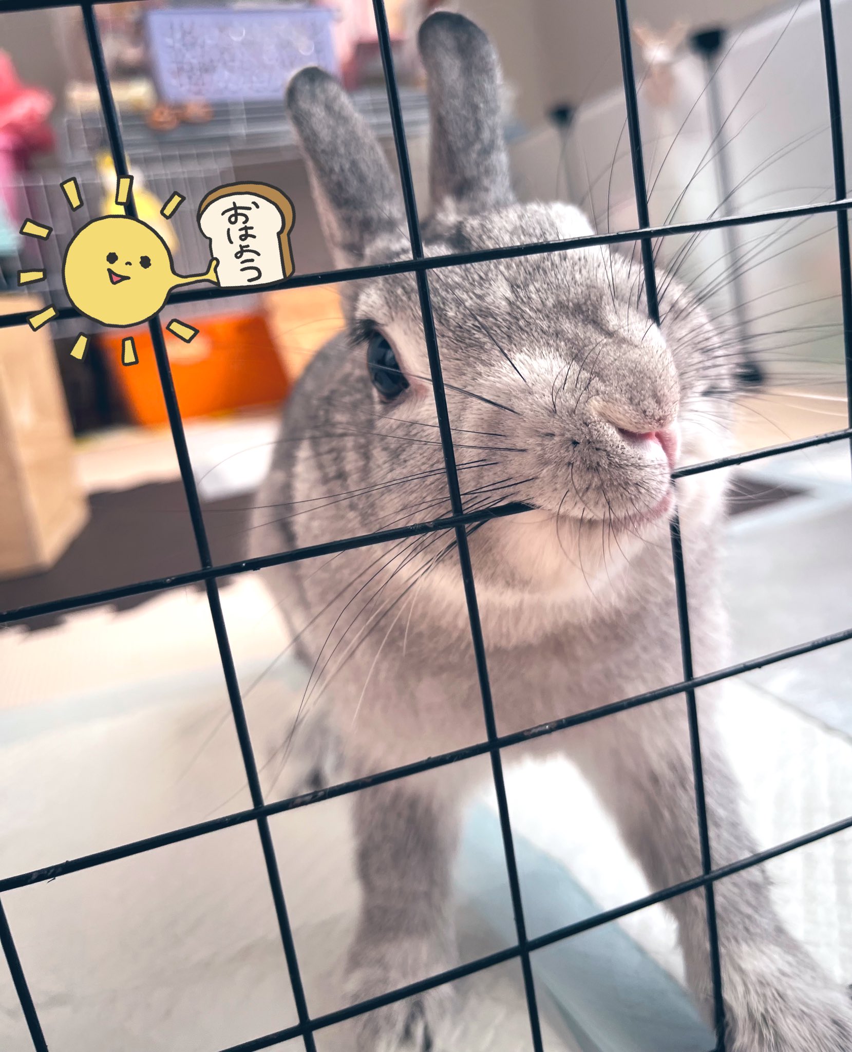 ❁⃘˚⁎ coco さま˚✧₊専用 ❁⃘˚⁎ 𝕄𝕠𝕔𝕒🤍 on X: