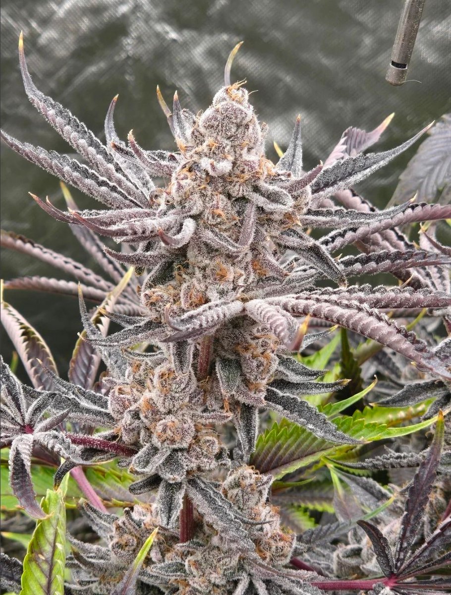 UprootCannabis's tweet photo. 📸Rainbow Belts https://t.co/wpXeVNaPam