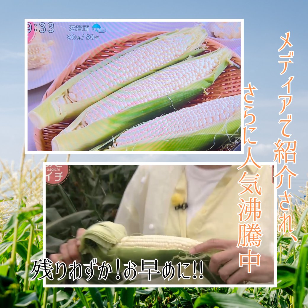 おはぷりん🍮
今日の大阪は晴れ☀ 朝はすごく涼しく感じました✨ 秋ですね♪今日も1日宜しくお願い致します🥰
#企業公式が毎朝地元の天気を言い合う
生で食べられるホワイトコーン #京都舞コーン 秋の収穫分ご予約受付中！数量限定お早めに🏃tokimeku-otoriyose.jp/fruits/aging-k…
