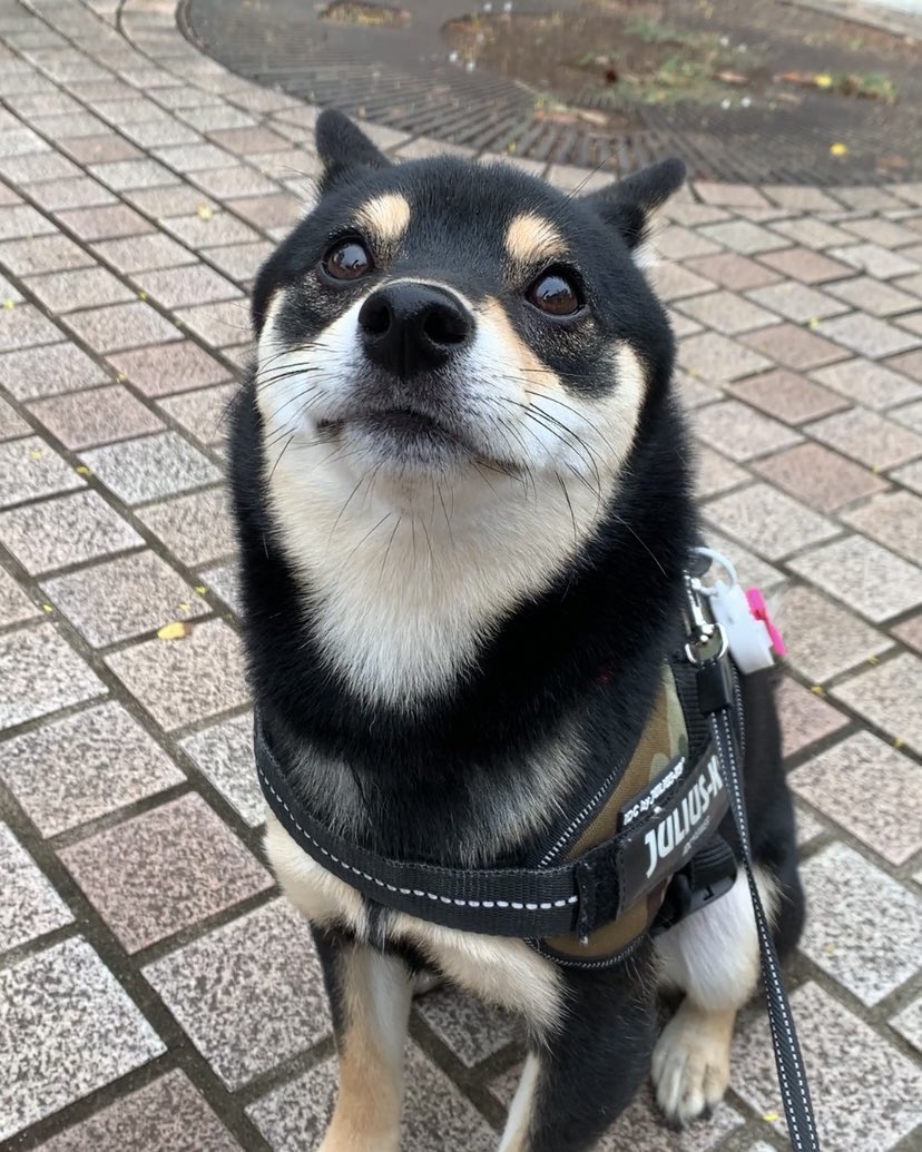 今朝は涼しいね、散歩がはかどるわん