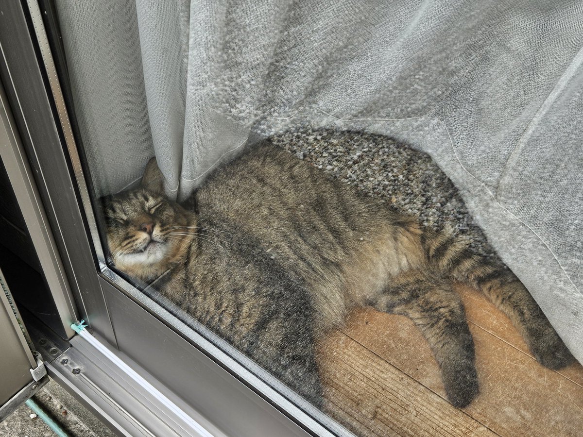 chibisan723's tweet photo. くび？痛くないよ🐱 https://t.co/qUaIMJMpyS