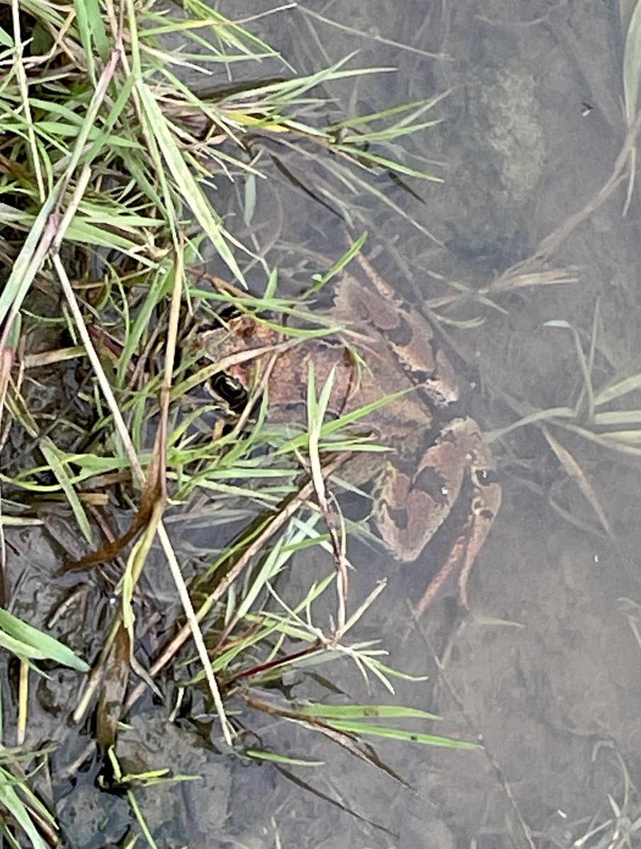 MLProduce's tweet image. The MWT team after an afternoon showing delegates of the IIEM (Inter-Island Environment Meeting) our wetlands. Was a pleasure to meet them all. Lots of Swallows, Sand Martins &amp;amp; House Martins, saw the Heron and a frog and lots of Mallards #IIEM #MWT #farmingwithnature #isleofman