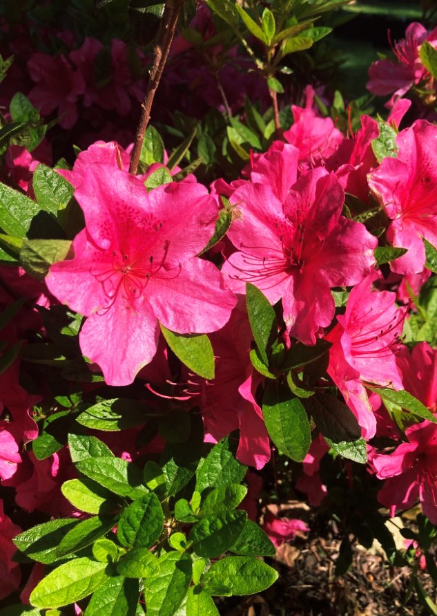 Some beautiful flowers growing in the garden. #gardentweet