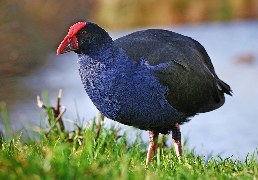 NUMBSOFKULL's tweet image. Sorry beth im #pūkeko gang