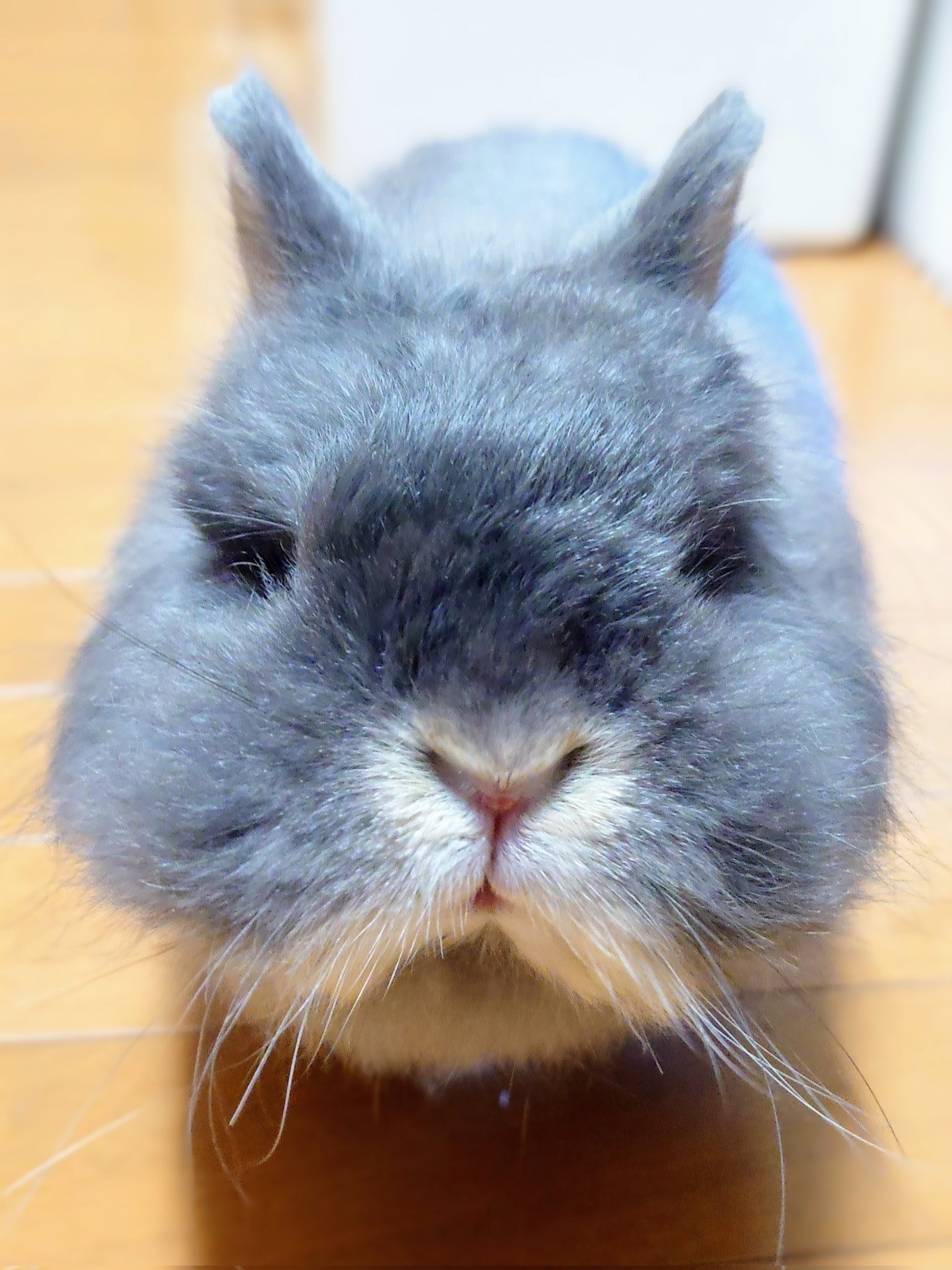 うさぎの時間 on X: 