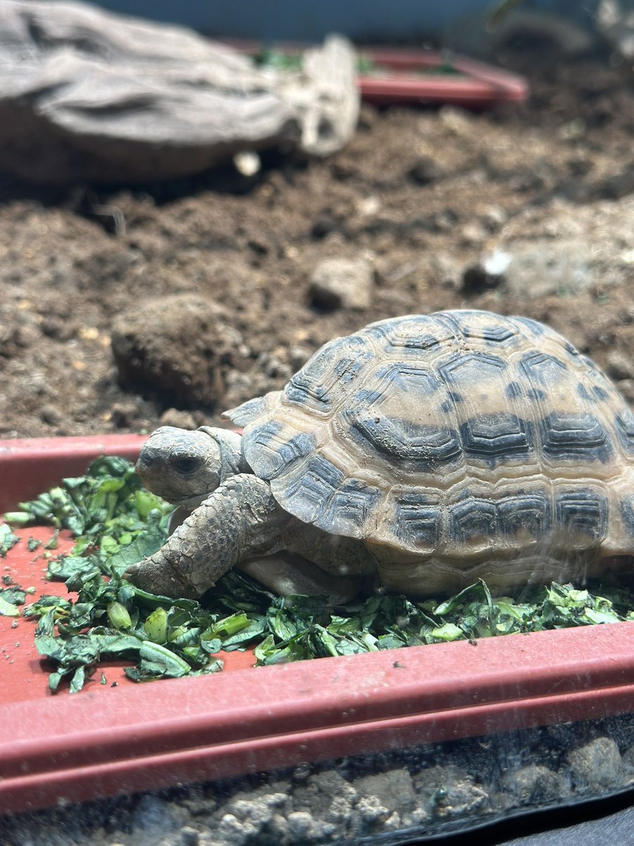 HuJaston's tweet photo. turtle https://t.co/jka6mxgv60