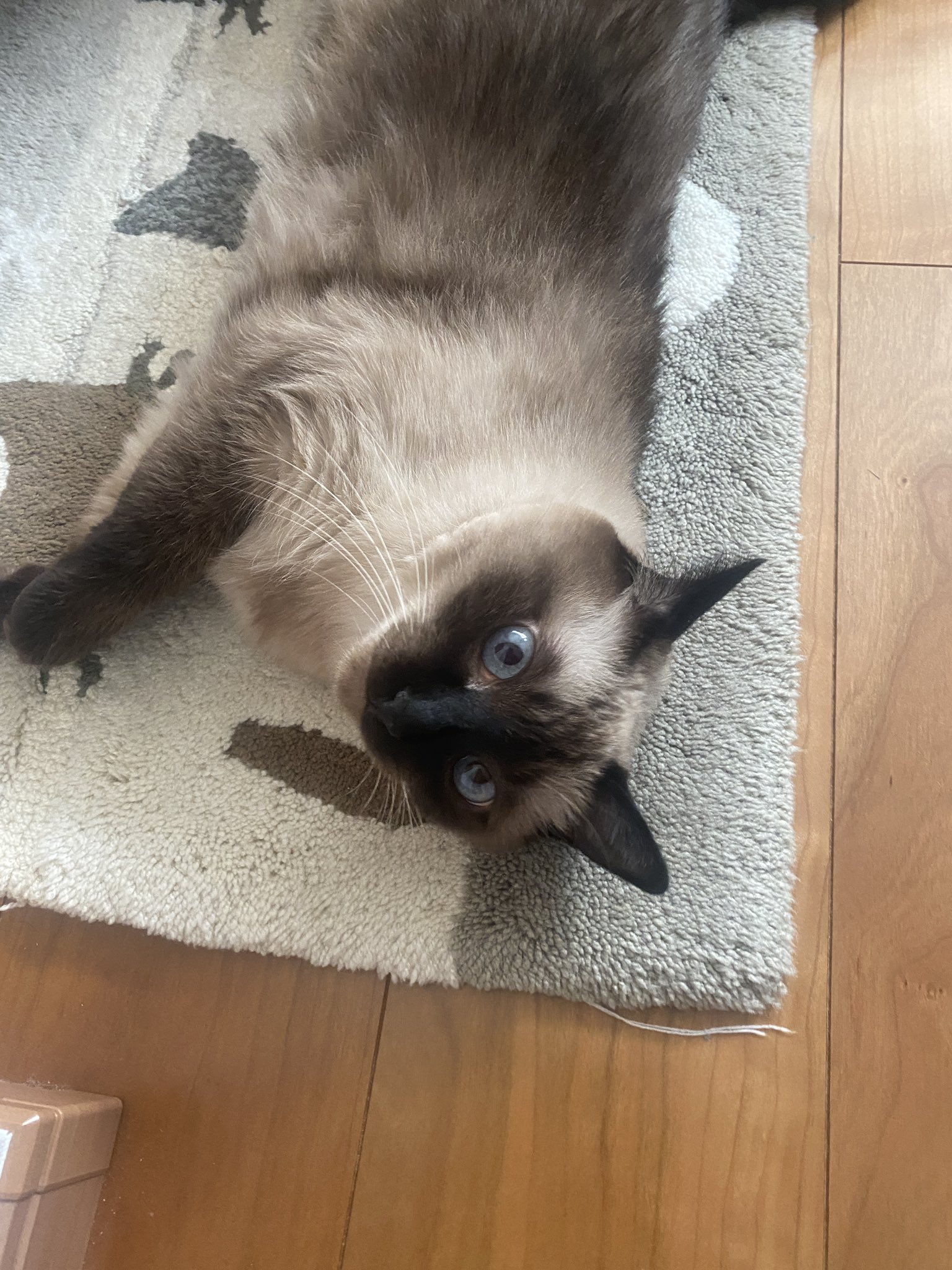 キャッツインザシティ(2) バンコクのシャム猫　100g銀バー　やや訳あり シャム猫 - Search / X