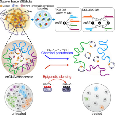 Online Now: Extrachromosomal DNA associates with nuclear condensates and reorganizes chromatin structures to enhance oncogenic transcription dlvr.it/TN8xgq