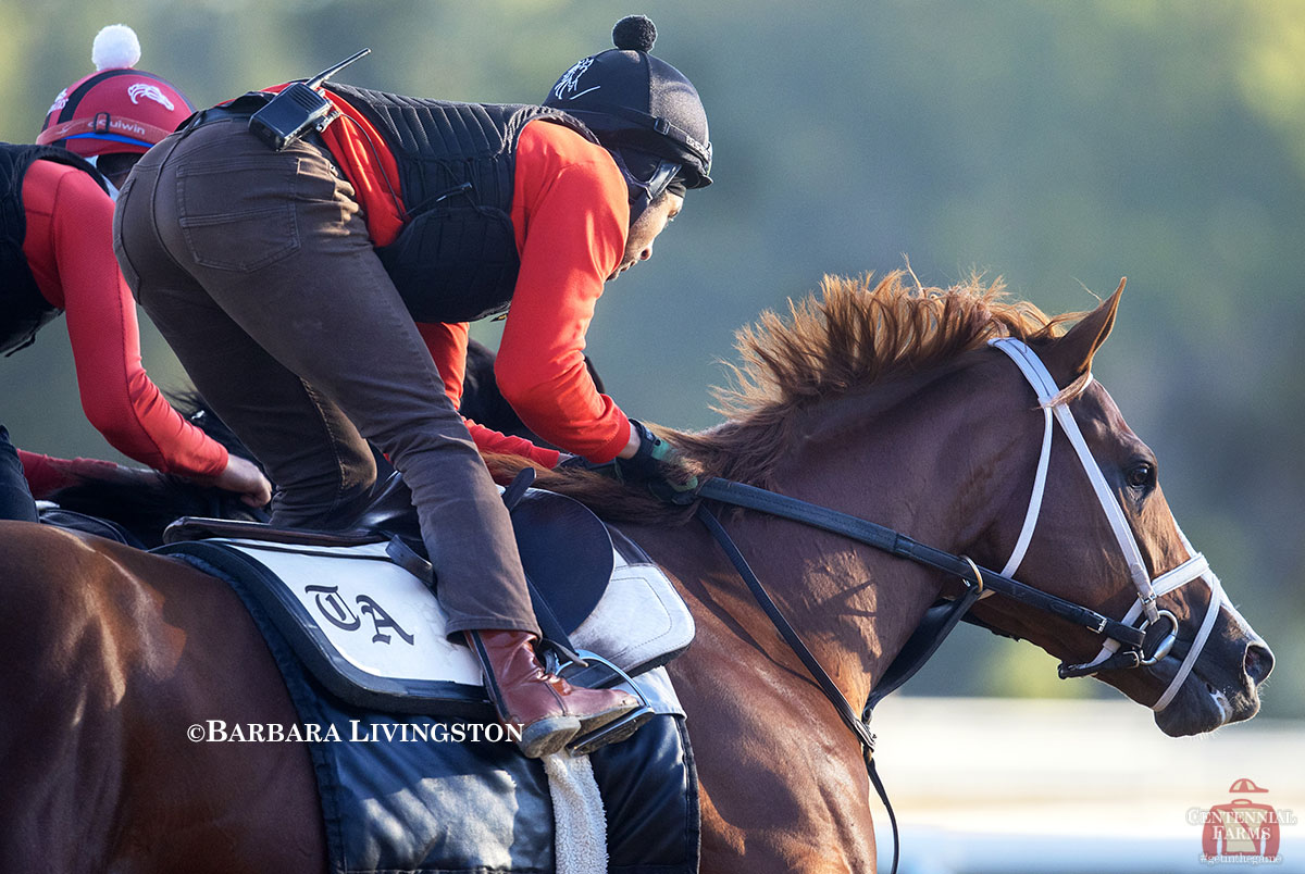Time to start gearing up for the BIG one! The great <a href="/DRFLivingston/">Barbara D. Livingston</a> caught Antiquarian breezing an easy half-mile at #Saratoga this morning. It was his first work since taking the G1 #WinAndYoureIn Jockey Club Gold Cup. #goBabyPgo