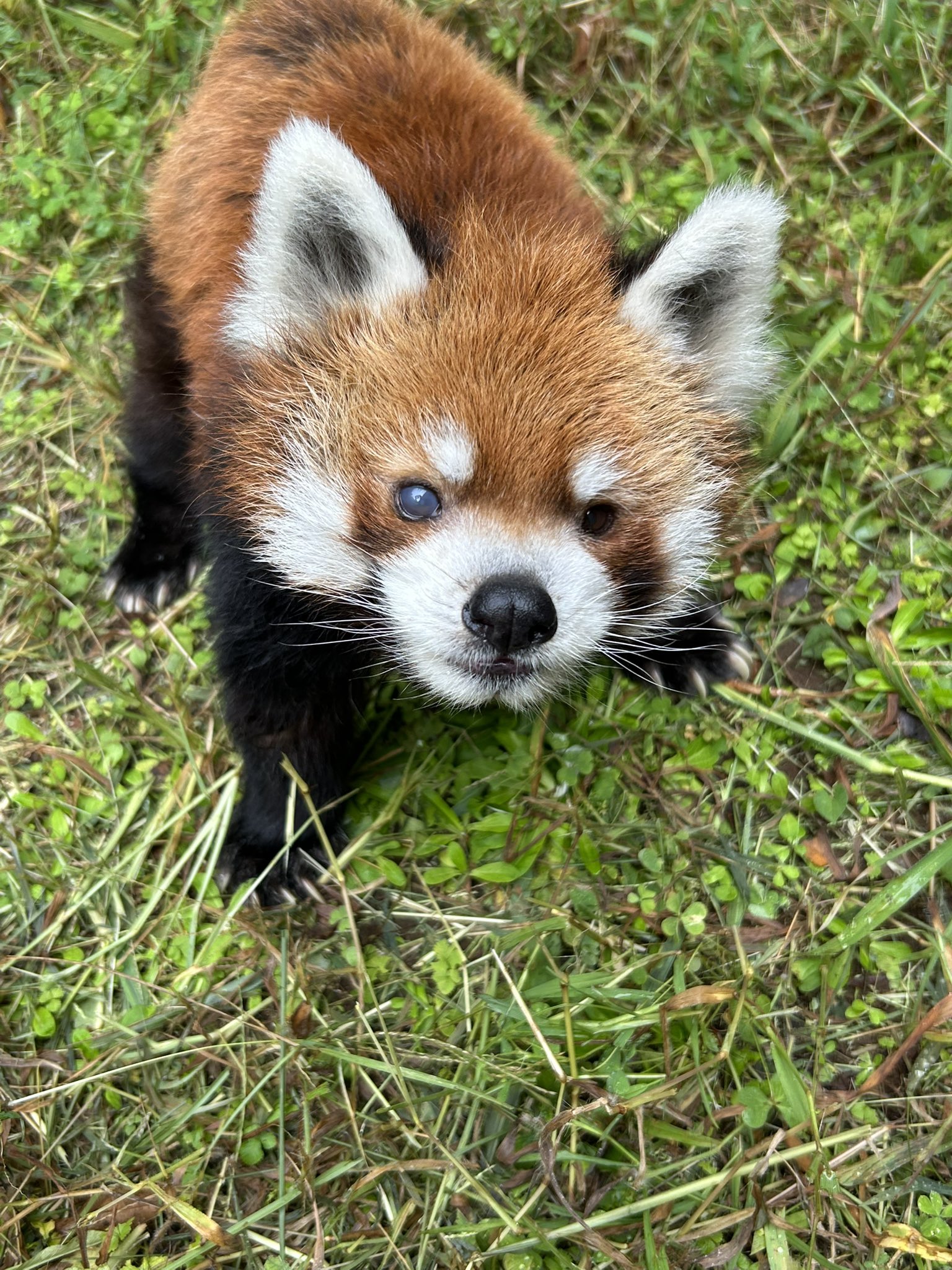 【レッサーパンダ】【2点まとめ】 モッチー#Motchy ♂️ 2015.6.24産まれ #レッサーパンダ