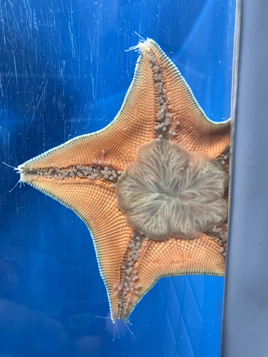 ヒトデ 裏側