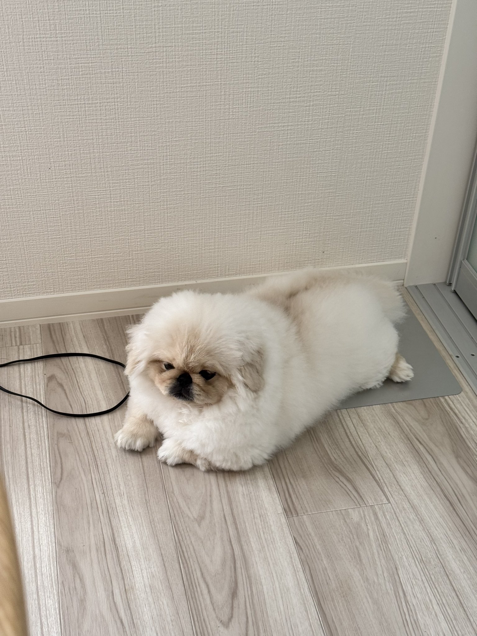 こまちよ。 (@notneko_chiyo) / X