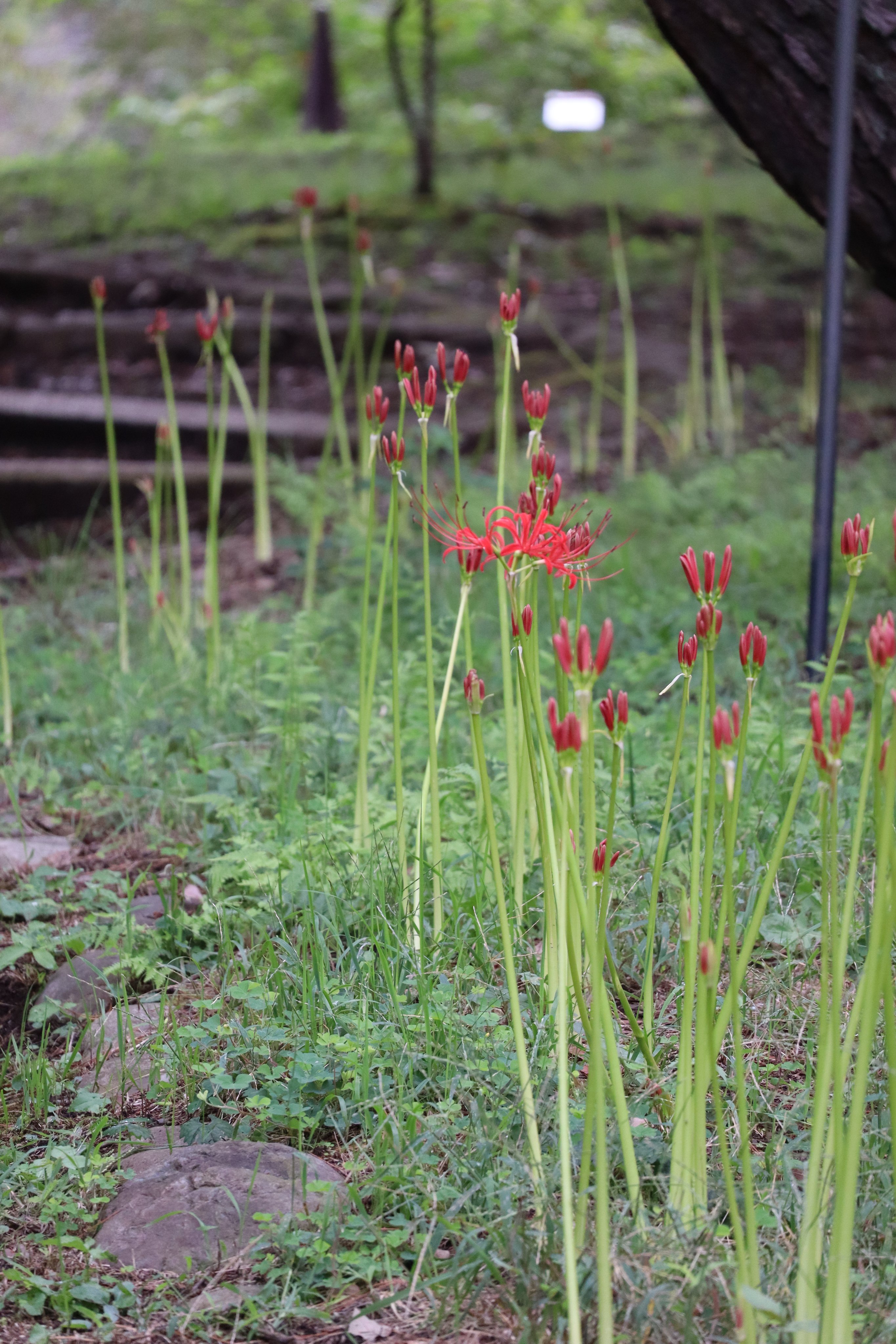 能登地震寄付　アーモンドの樹　ウォルター・デ・ラ・メア アーモンドの木 (白水Uブックス) | ウォルター・デ・ラ・メア