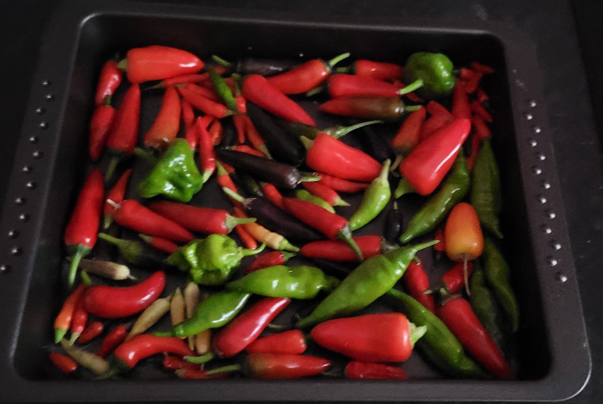 My haul of chilli's courtesy of <a href="/BandQ/">B&Q</a>! 6 plants bought. The #scotchbonnnet didn't do so well-only a couple of chilli's produced.But the rest of them-#zimbabweblack, #prairiefire,#patiochillis all did well.I ate a small chilli -it blew my head off,mouth on 🔥 #veryhappy #bandq