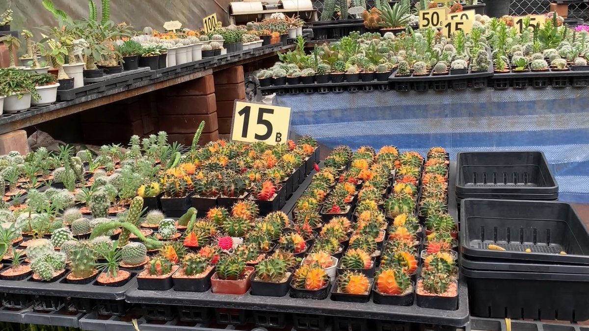 緋牡丹系全部15THB（75円）
やすーーーーー