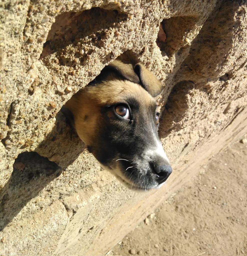 Jomba you're the enemy who's suffering