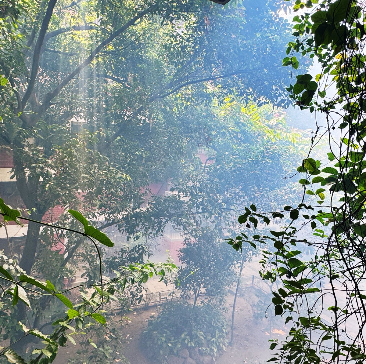 MCD’s anti-mosquito spray drive manifesting as komorebi. #Delhi #notaforest