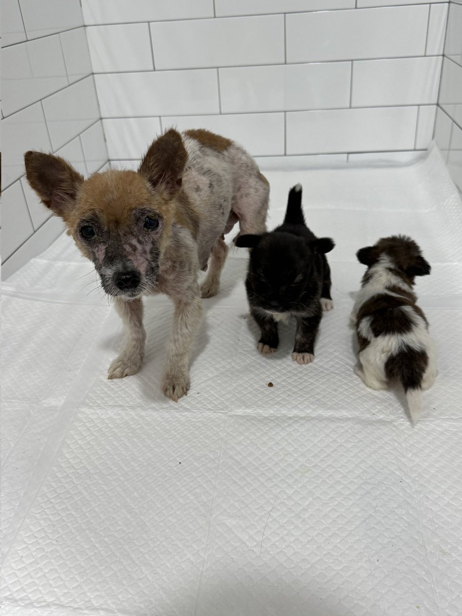 엄마봄이 아가들 트리,하늘이
치료받으면서 중간중간 수유도해야해서 한병원으로 이동해 치료시작했습니다 3아이 한달 입원비만 135만원이예요ㅠ
제가 지치지 않고 3아이 살릴수있도록 도와주세요ㅠㅠ

⭕#엄마견 후원계좌
⭕농협 301 0324 1304 81 (사)팅커벨프로젝트
👉입금시 성함+엄마견