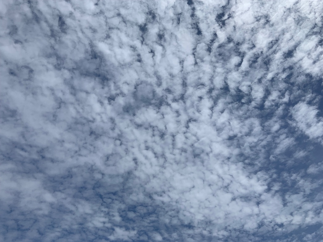 大阪万博にメンデル直筆の手記があり、
メンデルとはどんな人かと友人(理科系強い)に聞いたら知らないことを驚かれた。

ヘンデルしか知らないと言うべきか、
いや、メンデルスゾーンの方が面白いかもしれない( ・∇・)ｱﾊ