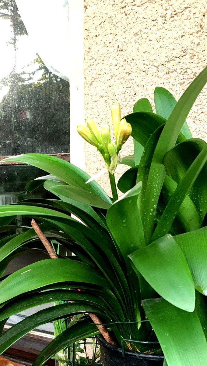 Катерина Галич tweet media