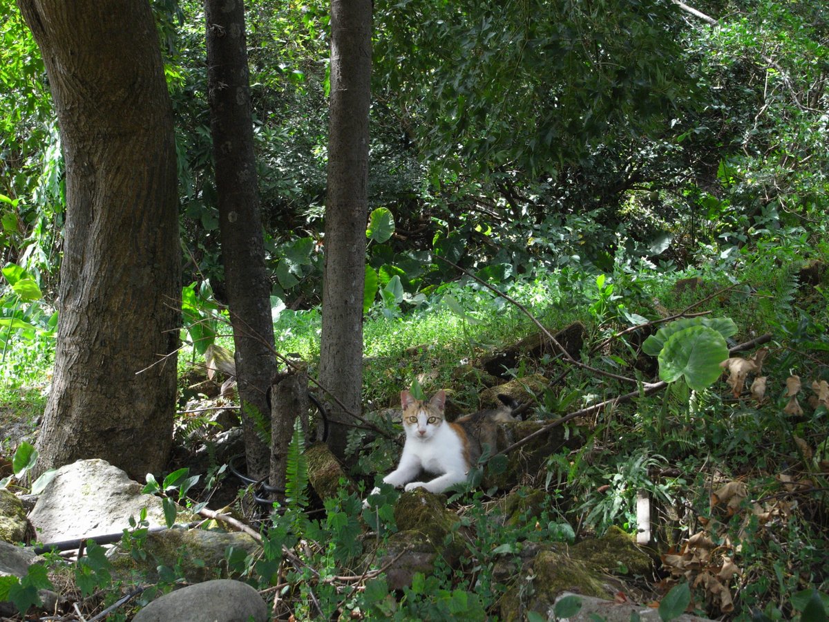 クワズイモの群生