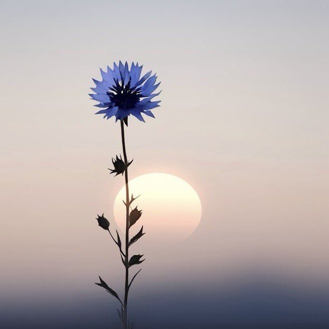•
—————— 🌱🪻🌱🪻
“She liked to be alone; she liked to be herself; Virginia Woolf, from to the Lighthouse.”
—————————— 🌱🪻🌱🪻
•
    ©️niphisi