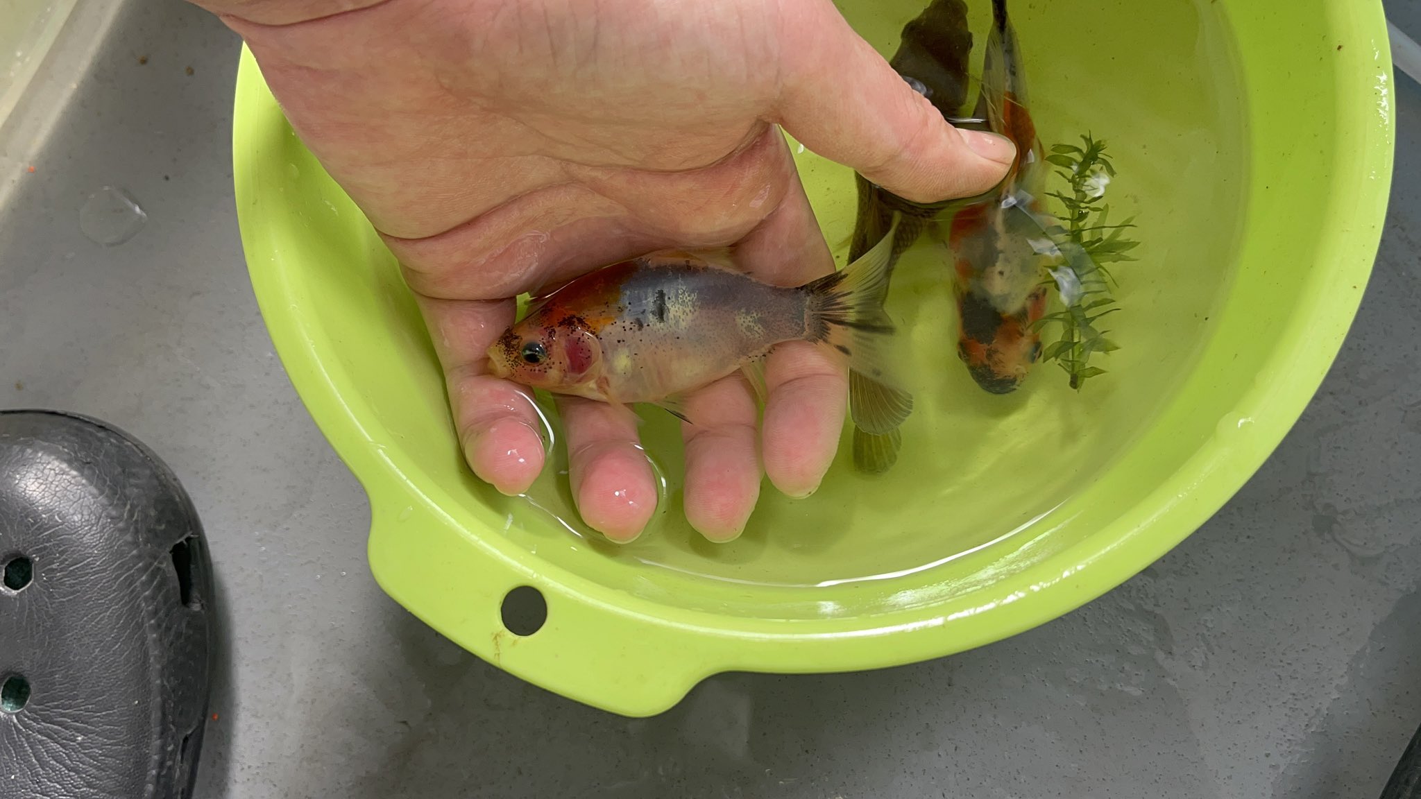 22匹金魚たち 22匹金魚たち様 専用