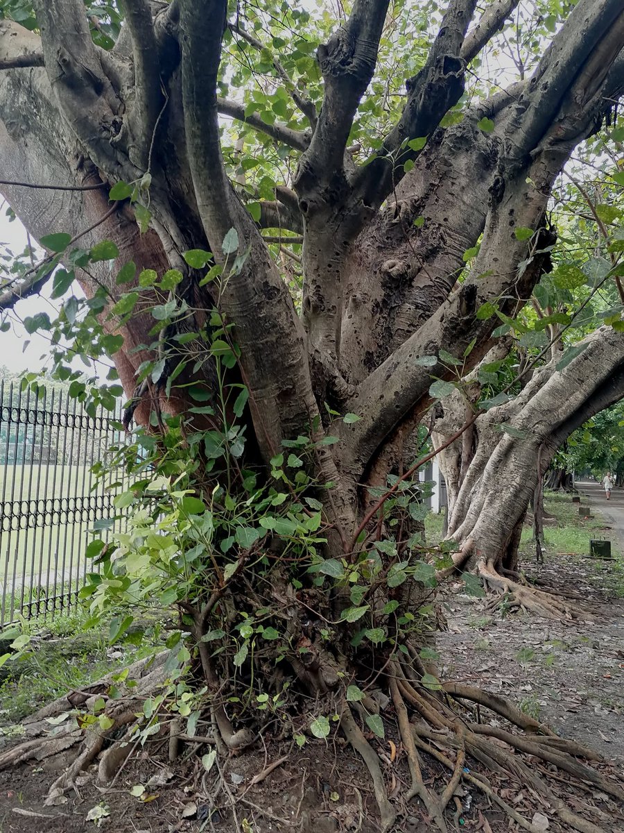 Waiting for the weekend 🌴🌴
#Sunrise #Trees #Parks
#NaturePhotography