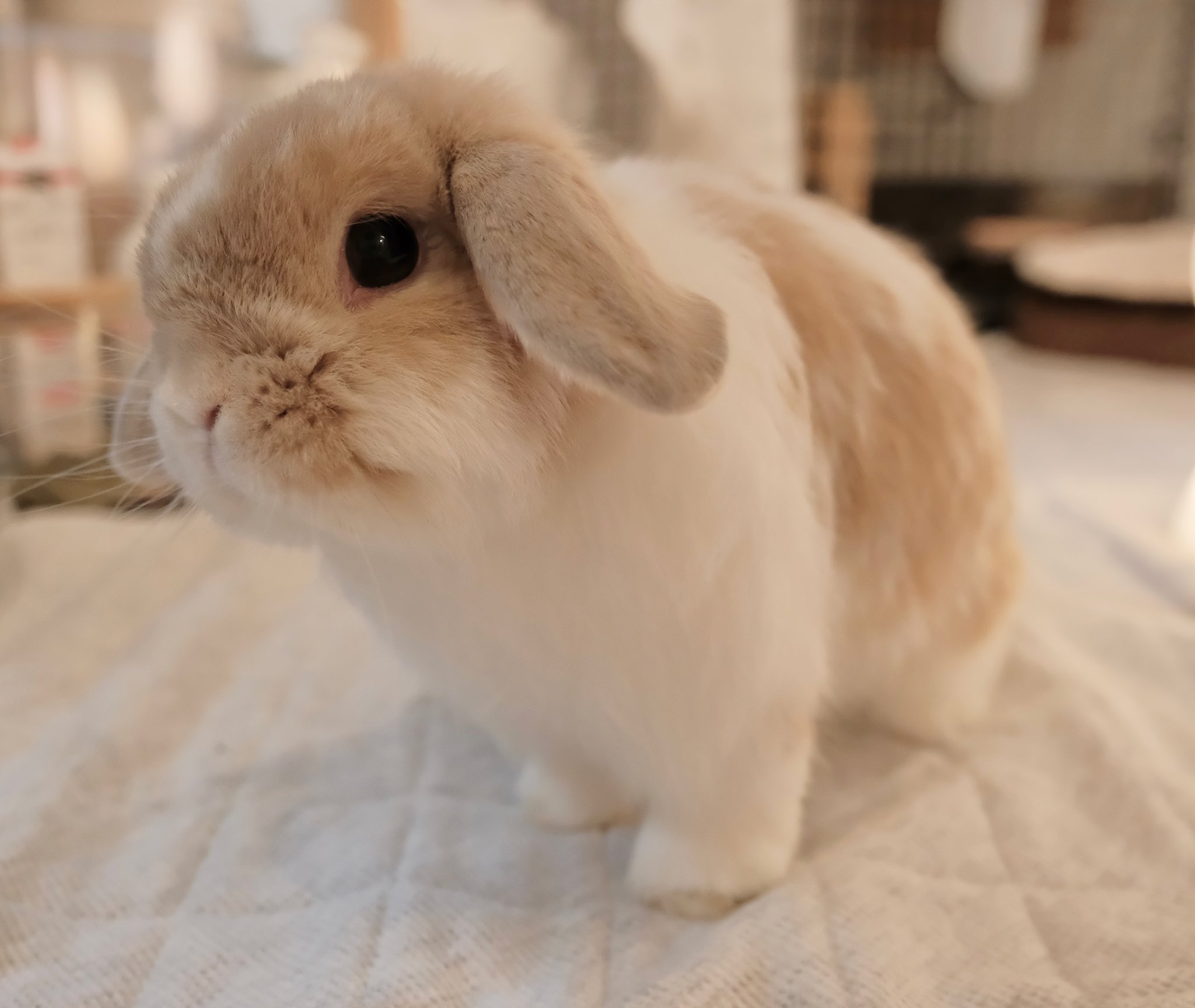 うさぎのチャイ on X: 