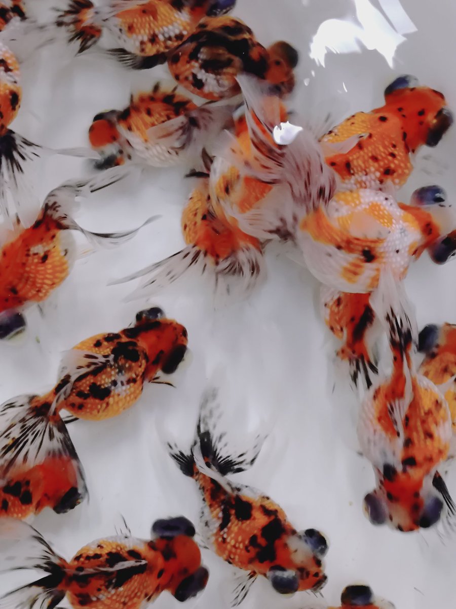 金魚ページ 金魚を観賞する | アートアクアリウム | ART AQUARIUM