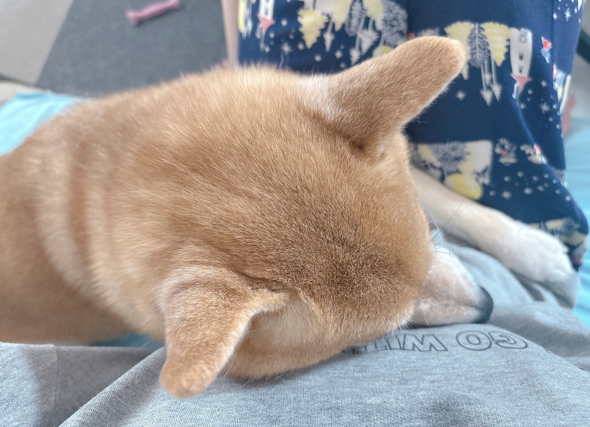 柴犬むぎ 柴犬むぎ (@shiba_inu_mugi) / X