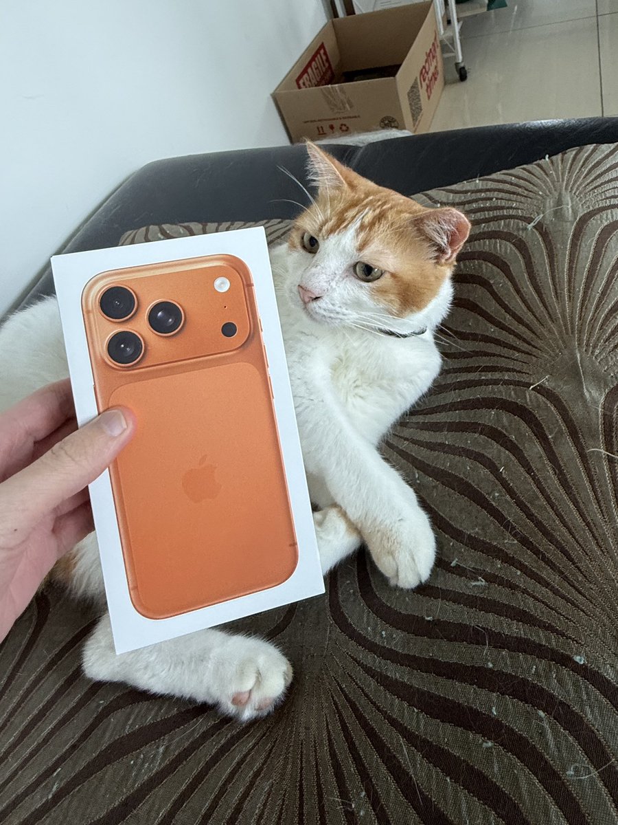 just received my cosmic orange iphone 17 pro

cat not included