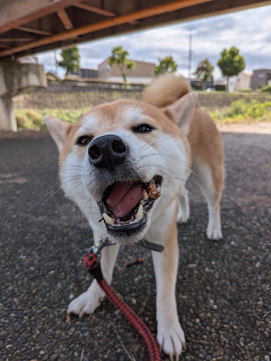 やっと涼しくなってきたワン🎶

昨日ボール遊びしたときに洗濯機の下にボールが入っちゃって、そのときに排水ホースを噛んで穴空いてたみたいで、夜中に水浸しに😭😭😭

これから電気屋さん行ってホース買わなくちゃ💦自分で付けられるのか不安💦

いいから遊ぶワンよ🎶

#柴犬